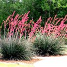 25 Red Yucca Seed Hesperaloe Parviflora Hummingbird & Butterfly Flower