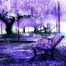 5 Chinese Wisteria Tree Seed Fast Climber Flower Vine Cold