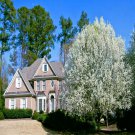 Bradford Pear Tree Seed Pyrus Calleryana Callery Fast Cold
