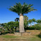 Chilean Wine Palm Tree Seed Jubaea Chilensis Cold