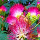 Mimosa Tree Seed Albizia Julibrissin Persian Pink Silk Flower