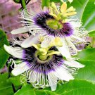 Purple Passion Flower Vine Seed Granadilla Passiflora Edulis Garden