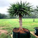 1000 Seed Dragons Blood Tree Dracaena Draco Dragon Canary Island Palm