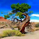 10 Bristlecone Pine Seed Pinus Aristata Oldest Living Tree In The World