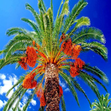 10 Date Palm Tree Seed Phoenix Dactylifera