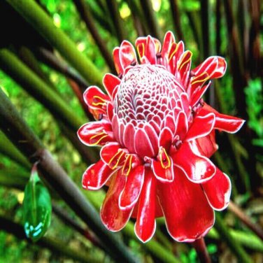 10 Red Torch Ginger Seed Etlingera Elatior Flower Tropical Garden