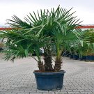 10 Windmill Fan Palm Tree Seed Trachycarpus Fortunei Most Cold Palm