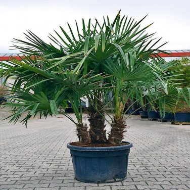 10 Windmill Fan Palm Tree Seed Trachycarpus Fortunei Most Cold Palm