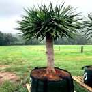 20 Dragon'S Blood Tree Seed Dracaena Draco Exotic Canary Island Palm