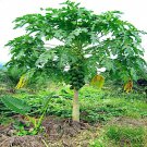 20 Dwarf Hawaiian Solo Sunrise Strawberry Papaya Tree Seed Carica