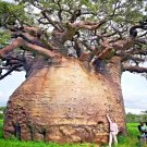 5 Baobab Seed Adansonia Digitata Tree Of Life Monkey Bread