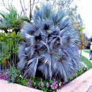 5 Mexican Blue Hesper Fan Palm Tree Seed Grey Goddess Tropical Cold