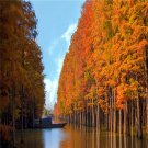 Dawn Redwood Tree Seed Metasequoia Glyptostroboides Fast
