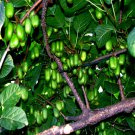 Issai Kiwi Seed Arctic Grape Berry Super Garden Cold Fast Vine