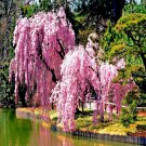 Japanese Weeping Sakura Cherry Blossom Flower Tree Seed Pendula Fast