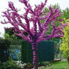 Judas Tree Seed Cercis Siliquastrum Mediterranean Redbud
