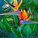 Orange Bird Of Paradise Seed Strelitzia Reginae Tropical Crane Flower
