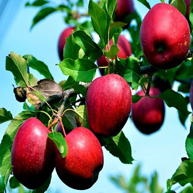 Paradise Apple Tree Seed Malus P. Red Delicious 3 Garden