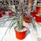 Pachypodium Geayi Madagascar Palm Tree Seed Succulent Cacti Cactus