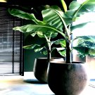 10 Dwarf Cavendish Banana Tree Seed Musa Acuminata Tropical