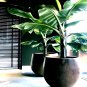 10 Dwarf Cavendish Banana Tree Seed Musa Acuminata Tropical