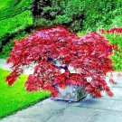 10 Dwarf Japanese Red Linear Leaf Maple Tree Seed Acer Scolopendrifolium