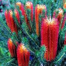 10 Lantern Banksia Tree Seed Fireworks Exotic Flowering House