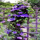 20 Blue Downy Clematis Macropetala Hybrid Flower Seed Climber Vine