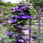 20 Blue Downy Clematis Macropetala Hybrid Flower Seed Climber Vine