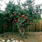20 Dwarf Pomegranate Tree Seed Punica Granatum Nana Garden House