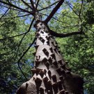 20 Hercule'S Club Tree Seed Zanthoxylum Clavaherculis Prickly Ash Toothache