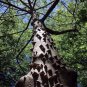 20 Hercule'S Club Tree Seed Zanthoxylum Clavaherculis Prickly Ash Toothache