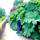25 Gunnera Manicata Seed Dinosaur Food Giant Exotic Flower