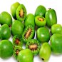50 Issai Kiwi Seed Arctic Grape Super Garden Cold Fast Vine