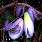 Chocolate Vine Seed 3Leaf A. Trifoliata Flower Climber