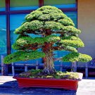 Japanese Red Cedar Tree Seed Cryptomeria Japonica Sugi Evergreen