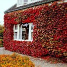 Virginia Creeper Vine Seed Parthenocissus Quinquefolia Fast Climber