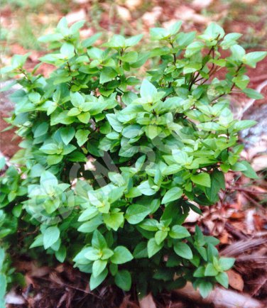 Dwarf Greek Basil RARE  one pack seed local US