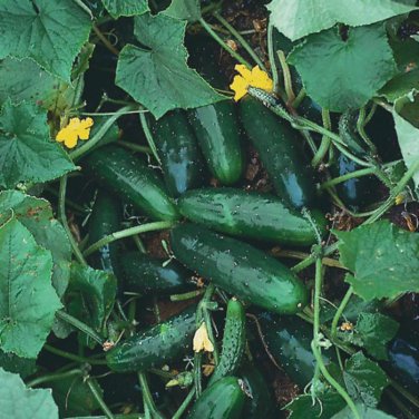 Marketmore 76 Cucumber  one pack seed local US