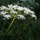 Anise Herb Licorice Herb Heirloom  one pack seed local US