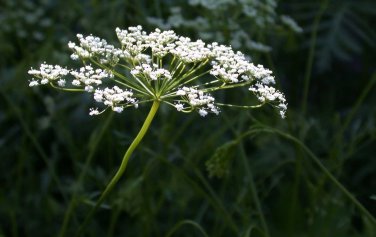 Anise Herb Licorice Herb Heirloom  one pack seed local US