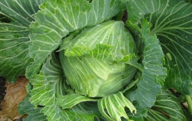 Brunswick Cabbage Drumhead Sauerkraut one pack seed local US