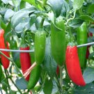 Serrano Hot Chili Pepper Salsa Pico de Gallo one pack seed local US