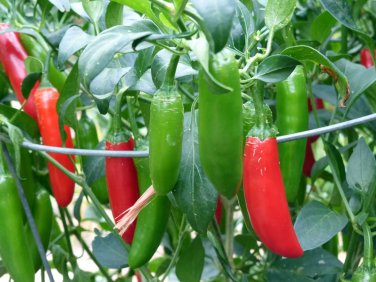 Serrano Hot Chili Pepper Salsa Pico de Gallo one pack seed local US