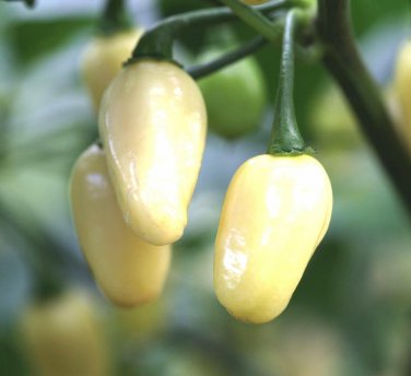 Mini White Habanero Pepper Peruvian  one pack seed local US