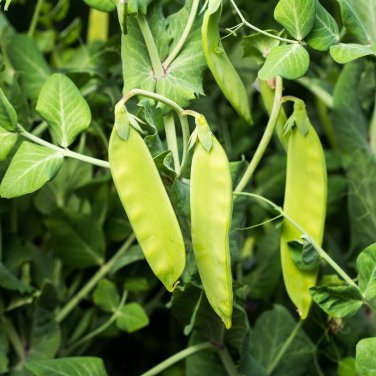 Oregon Sugar Pod II Snow Pea Heirloom  one pack seed local US