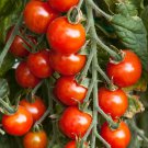 Small Red Cherry Tomato Garden Salad one pack seed local US
