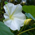 White Morning Glory Moonflower Vine  one pack seed local US