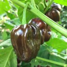 Chocolate Habanero Pepper 10 Brown Congo one pack seed local US