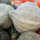 Blue Hubbard Winter Squash New England Blue Hubbard one pack seed local US